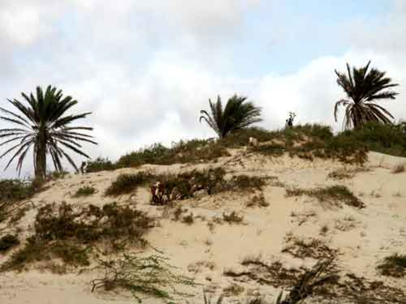 Tamareiras