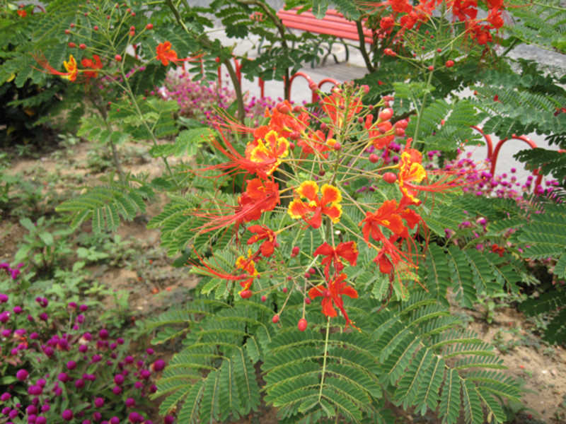 Acácia em flor