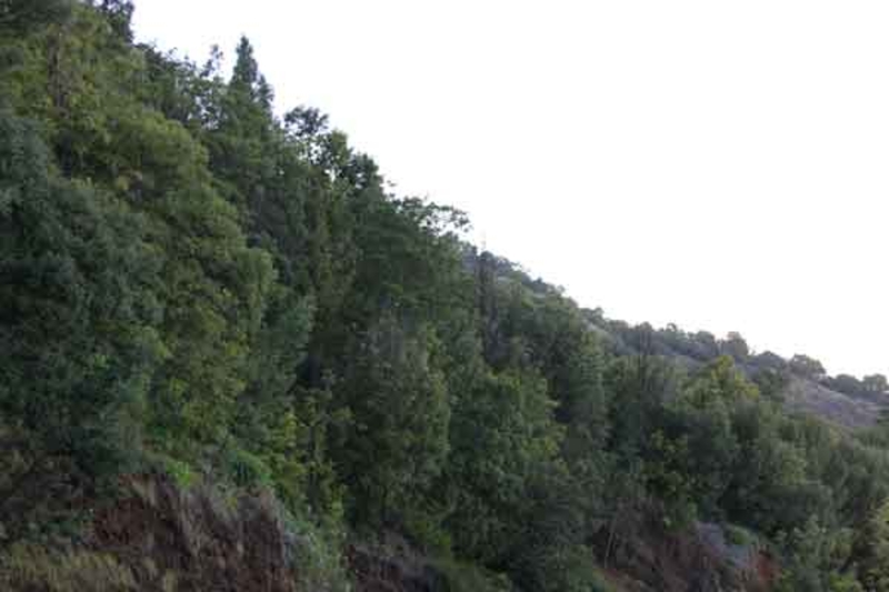 Floresta Monte Velha