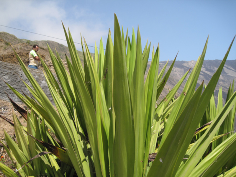 Sisal 
