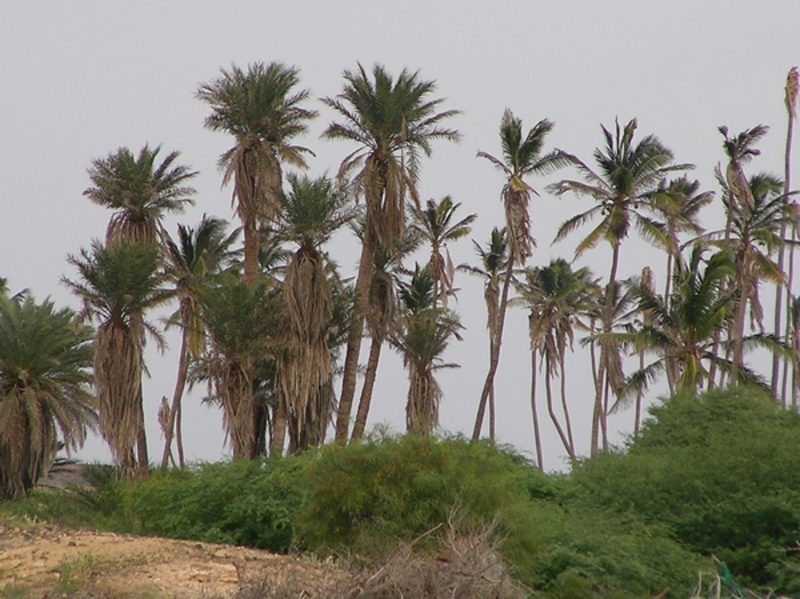 Coqueiros