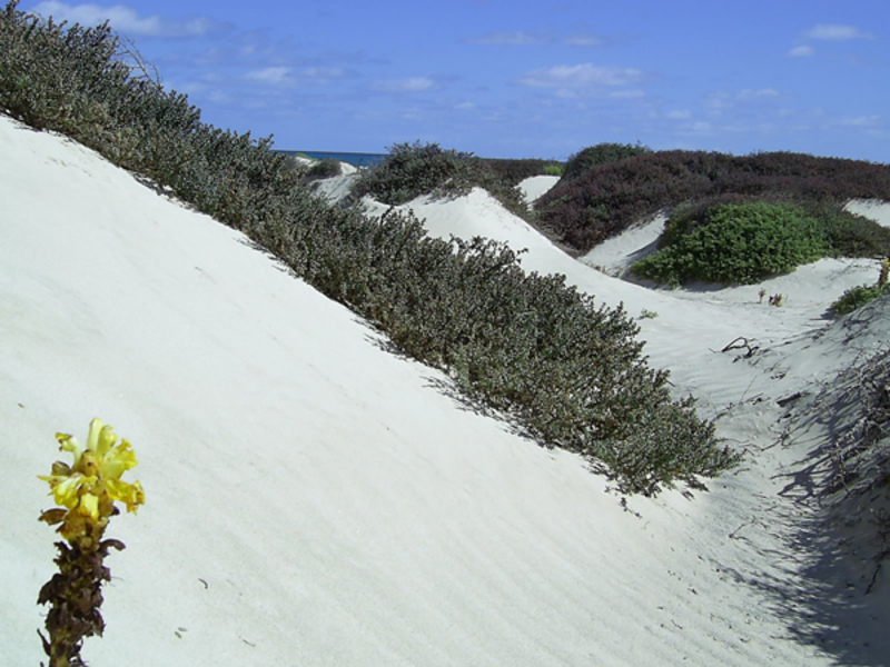 Dunas de Morrinho
