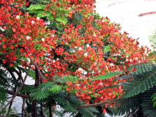 Acácia Rubra