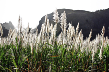 Ribeira dos Flamengos, Cana de açúcar em flor